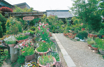 高田寺町 寺社めぐり 浄蓮寺