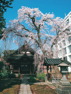 高田寺町 寺社めぐり 日朝寺